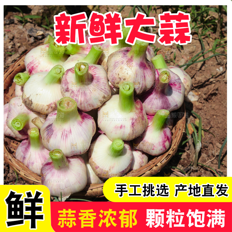 一篮紫皮大蒜