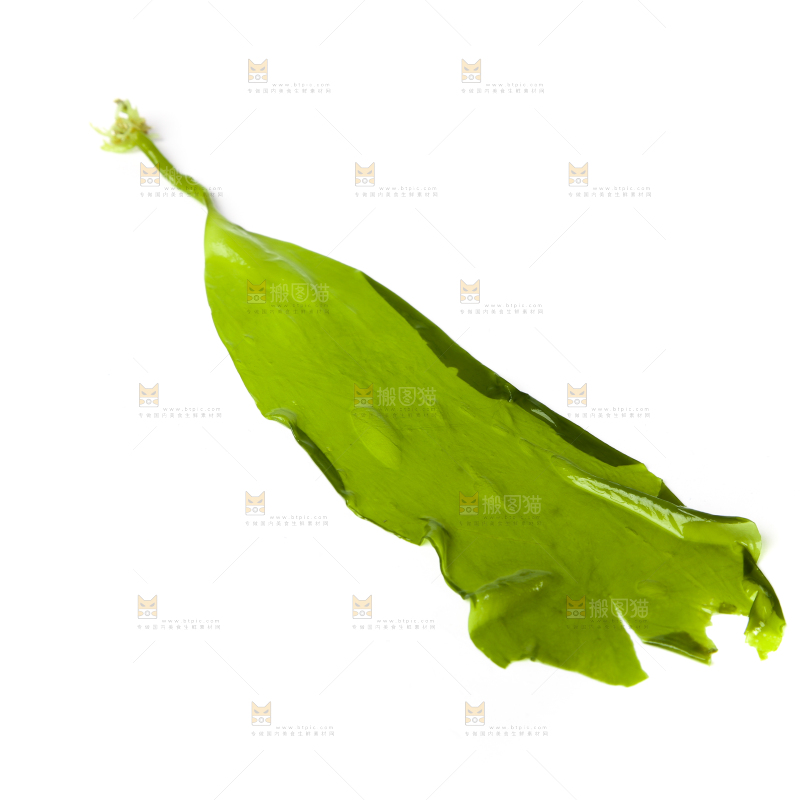 白底上放着海带苗