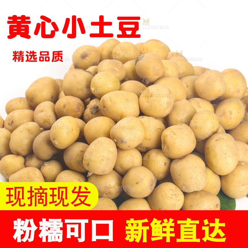 一堆小土豆