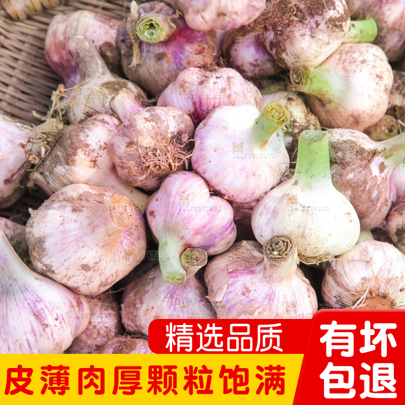 一堆新鲜紫皮大蒜