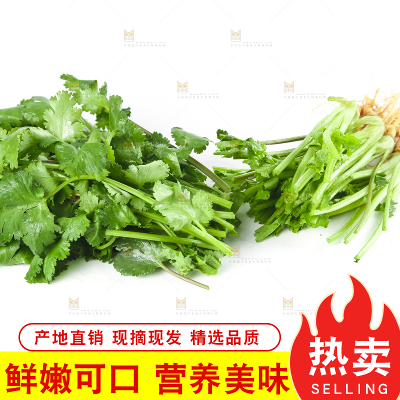白底上的香菜