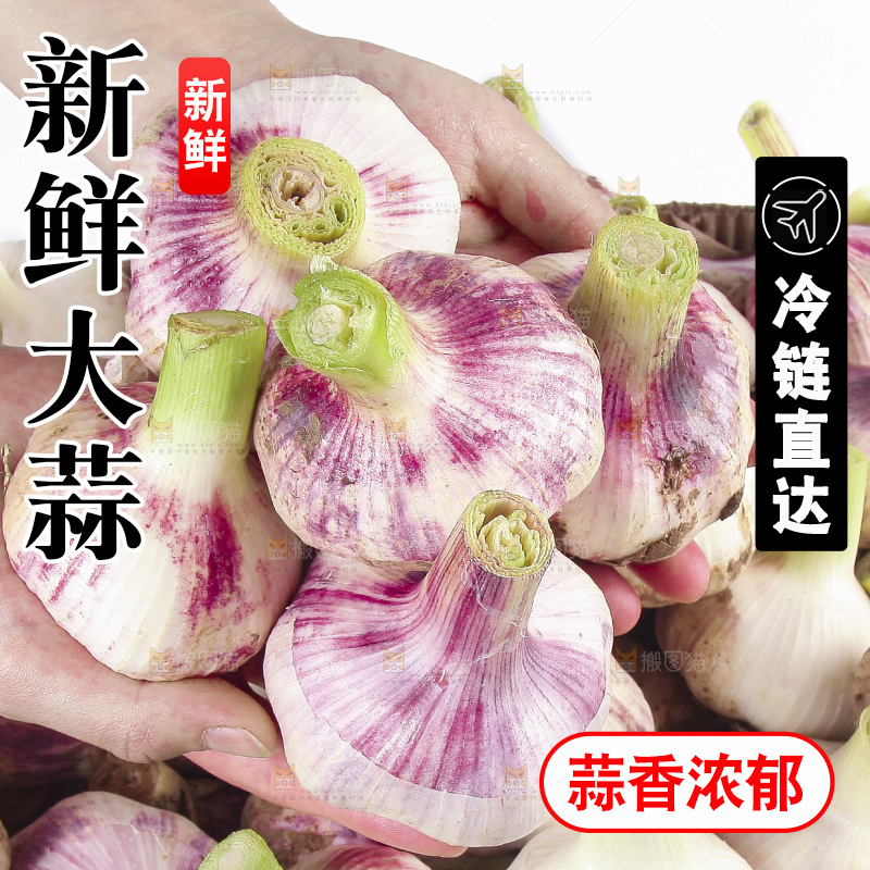 手里捧着紫皮大蒜