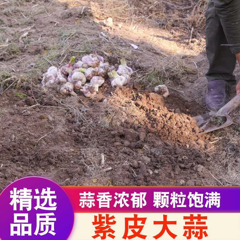 现挖新鲜大蒜