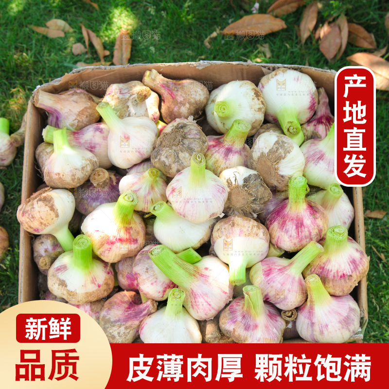 一箱新鲜大蒜