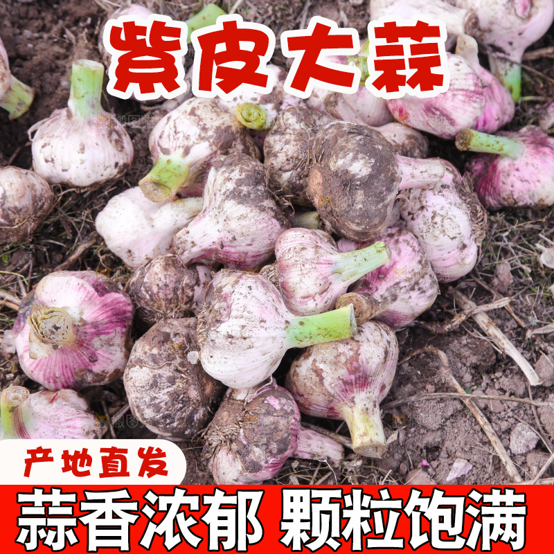 一堆新鲜紫皮大蒜