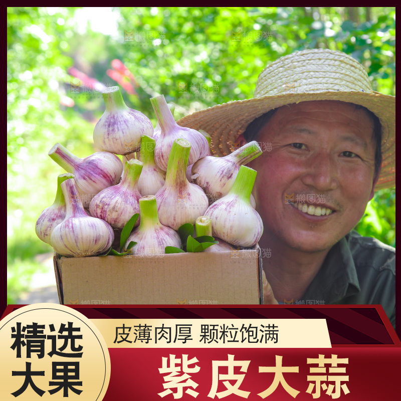 手里端着一箱紫皮鲜蒜