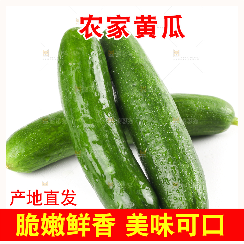 白底上的荷兰黄瓜