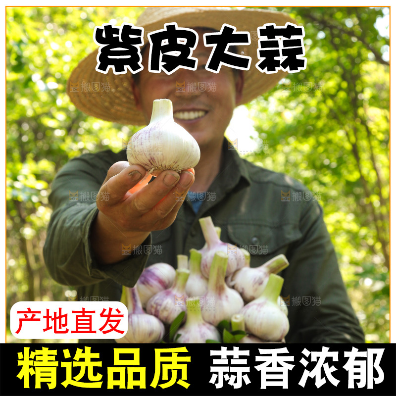 手里端着一箱紫皮鲜蒜