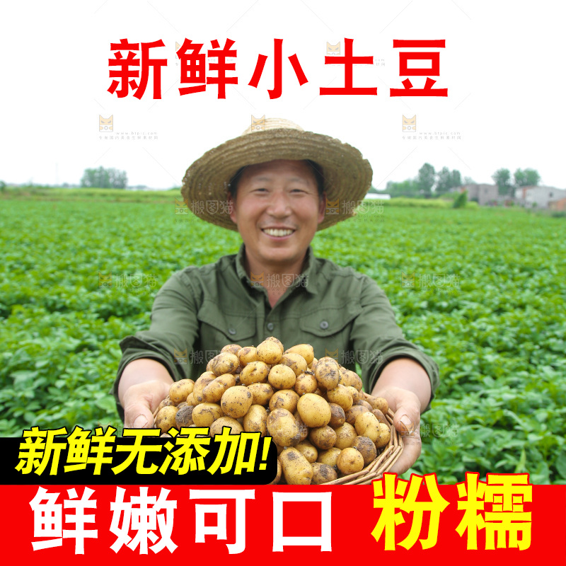 手里端着一篮黄心小土豆