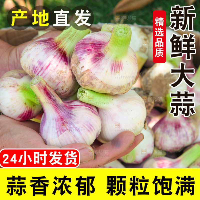 手里捧着紫皮鲜蒜