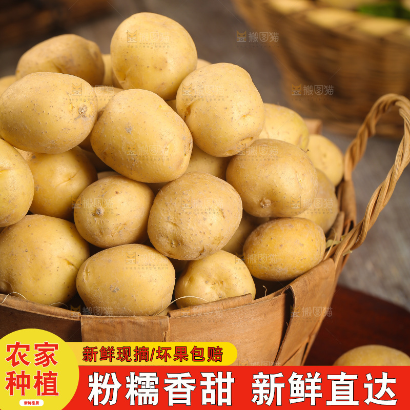 一篮黄皮小土豆