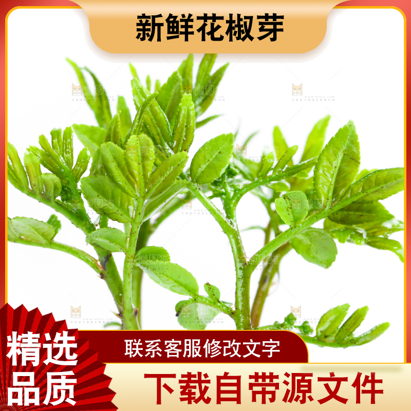 白底上的新鲜花椒芽