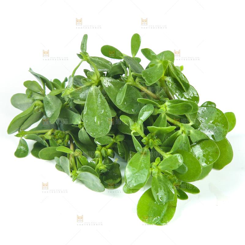 白底上放着马齿菜