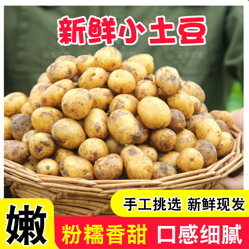 手里端着一篮黄心小土豆