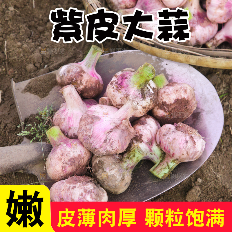 一堆新鲜紫皮大蒜
