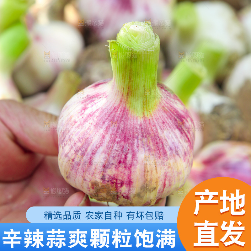 新鲜大蒜纹理