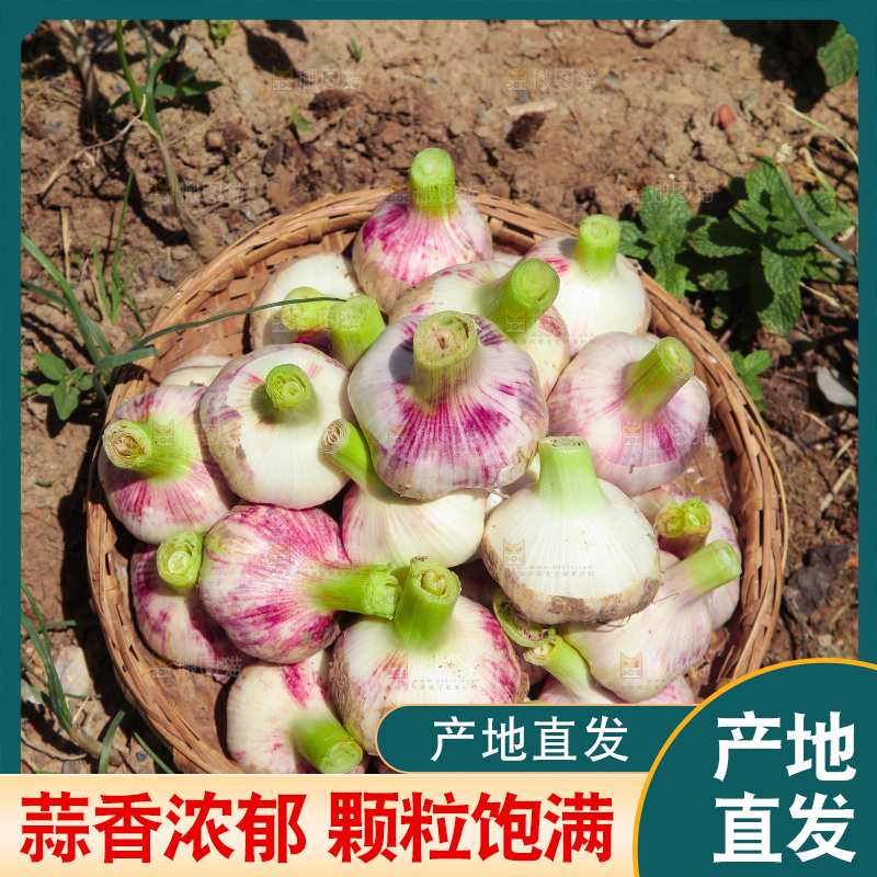 一篮紫皮大蒜