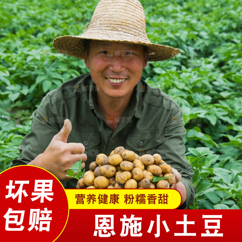 手里端着一篮小土豆