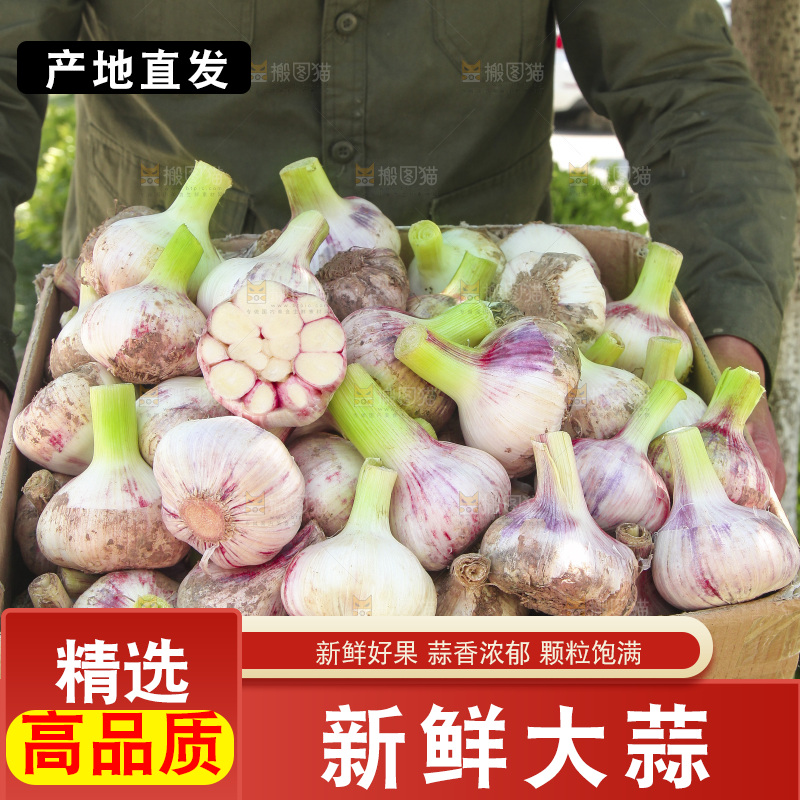 手里端着一箱紫皮鲜蒜