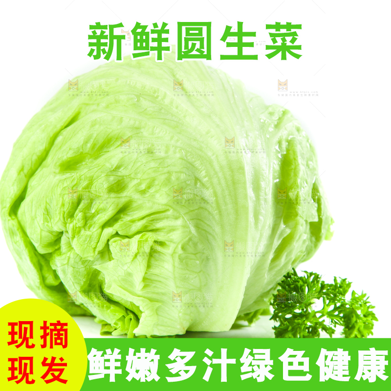 白底上的新鲜生菜