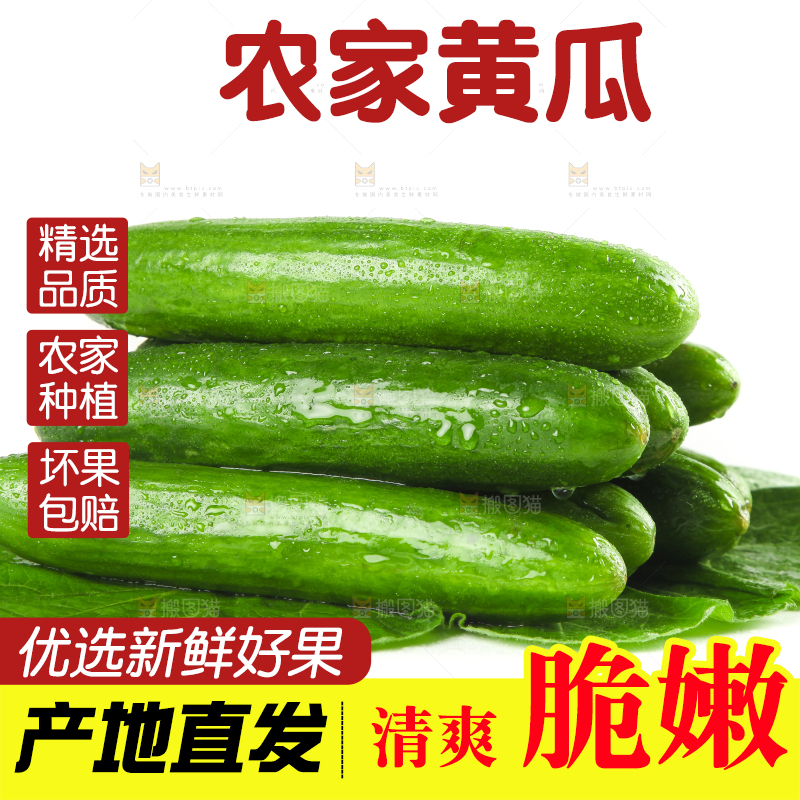 白底上摆放着山东水果黄瓜