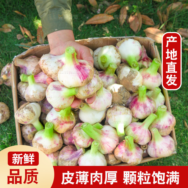 手里捧着紫皮湿蒜