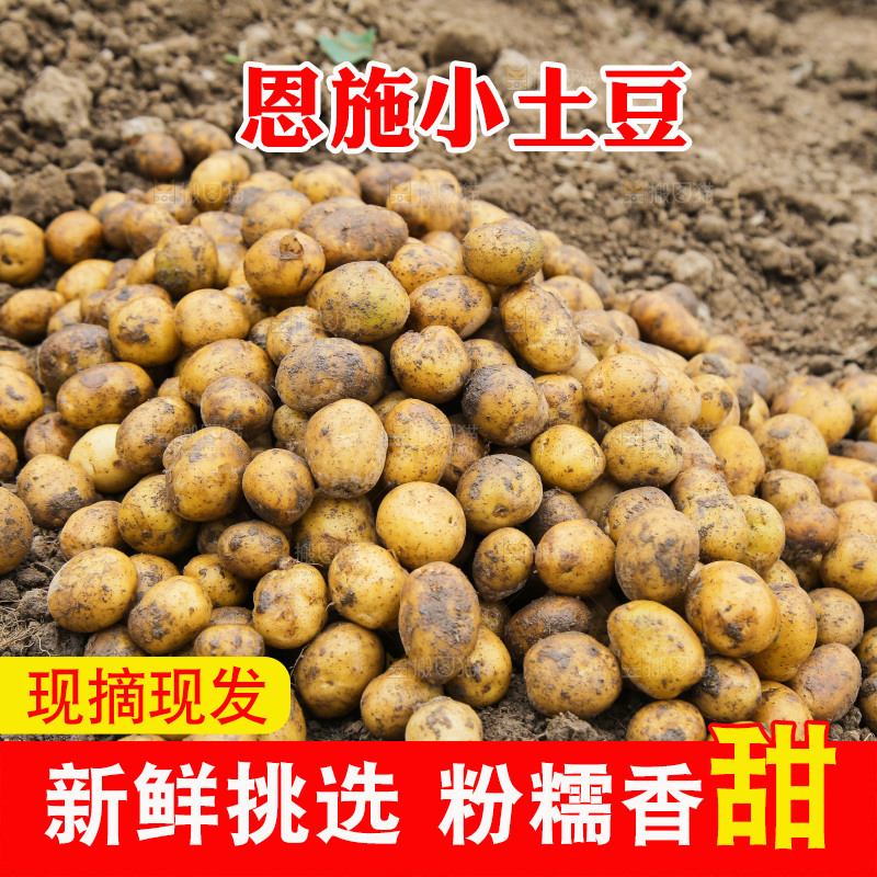 一堆黄心小土豆