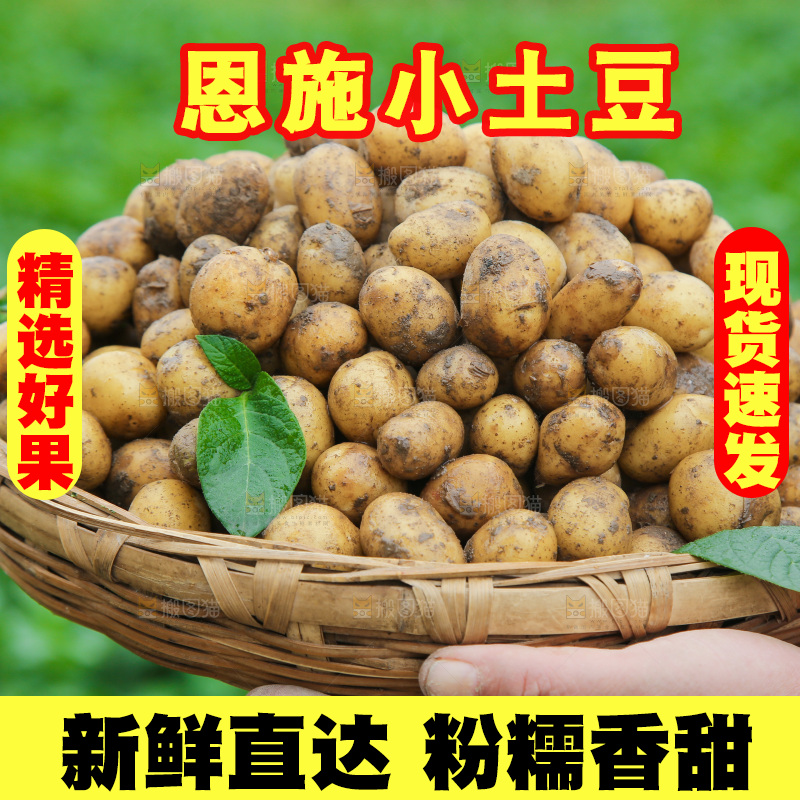 手里端着一篮恩施小土豆
