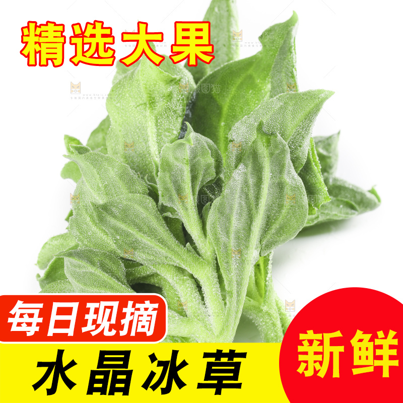 白底上的冰草