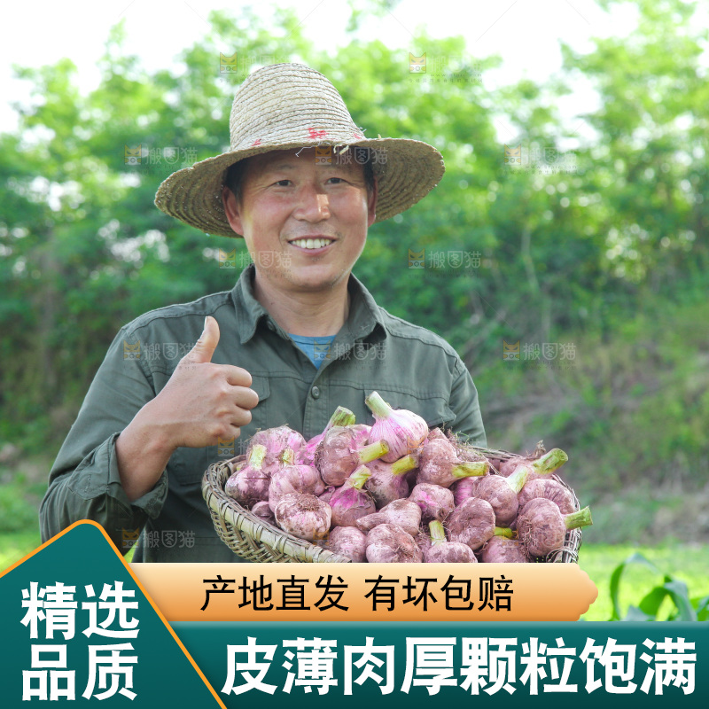 农民手里端着一篮新鲜大蒜