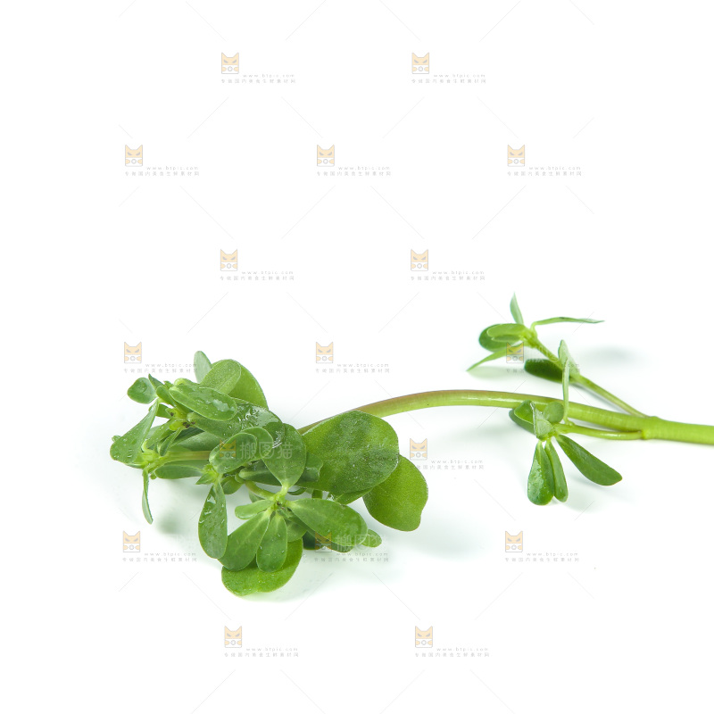 白底上放着马齿菜