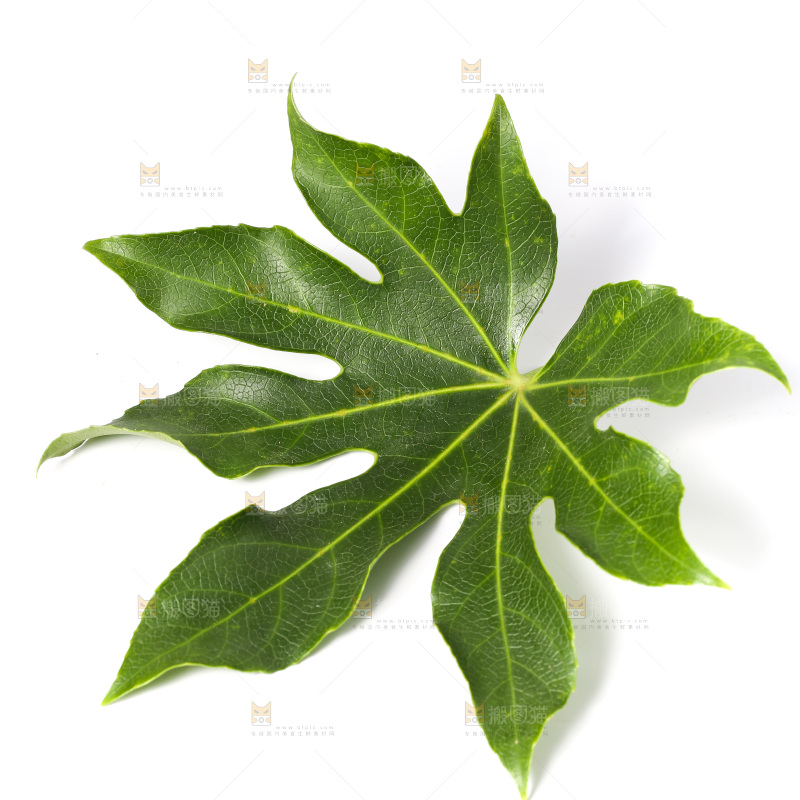 白底上的树叶