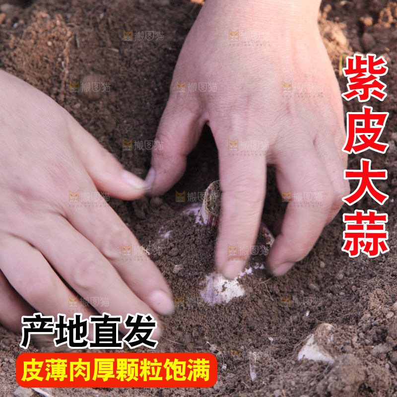 现挖新鲜大蒜
