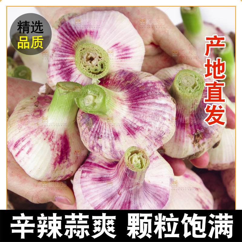 新鲜大蒜纹理