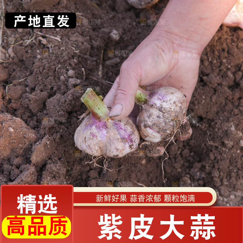 现挖新鲜大蒜