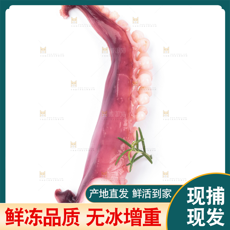 白底上的大鱿鱼