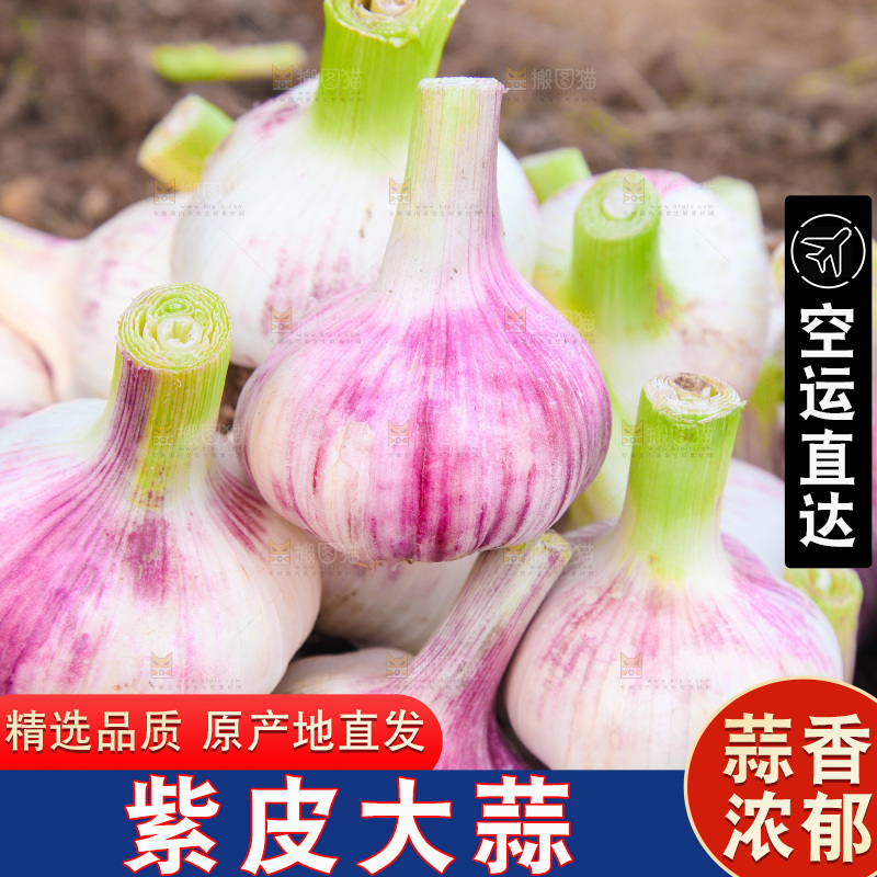 一堆新鲜紫皮大蒜
