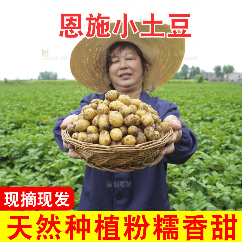 手里端着一篮黄心小土豆