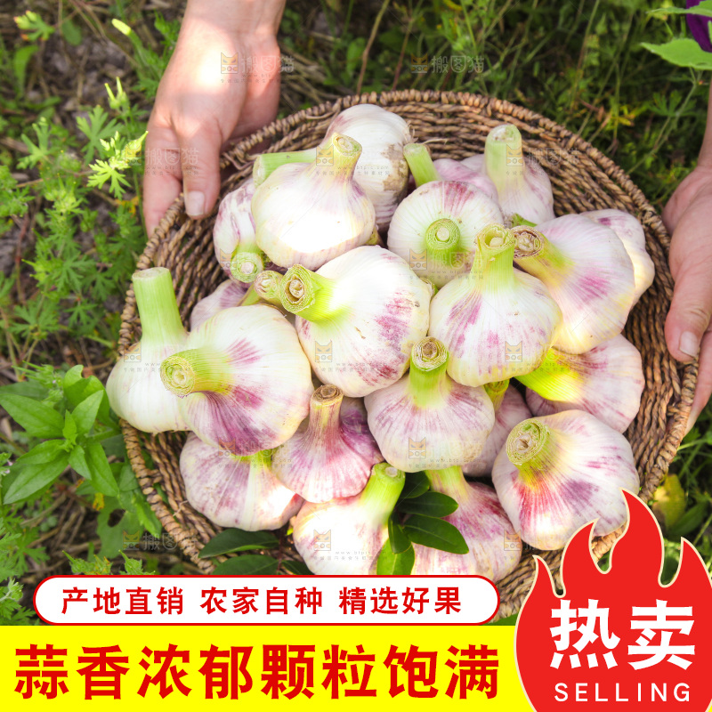 一篮紫皮大蒜