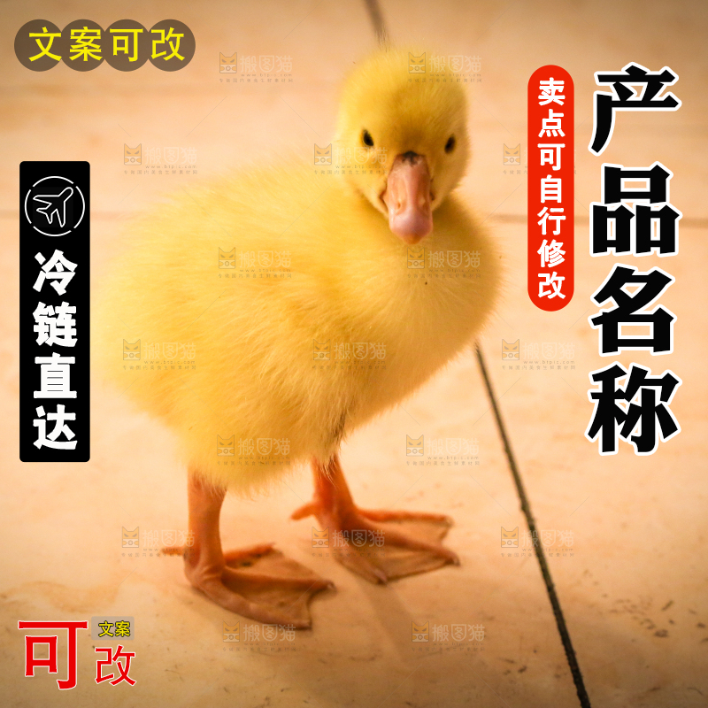 地上站着一只小黄鸭