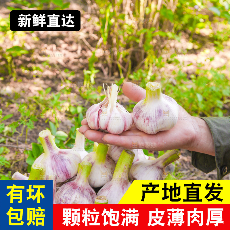 手里拿着大蒜