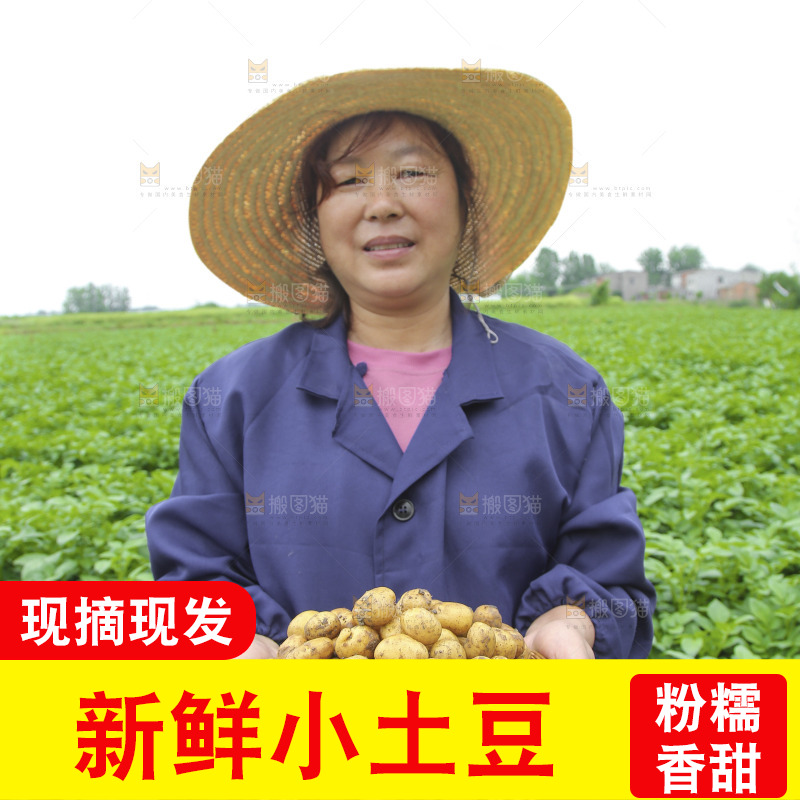 手里端着一篮黄心小土豆