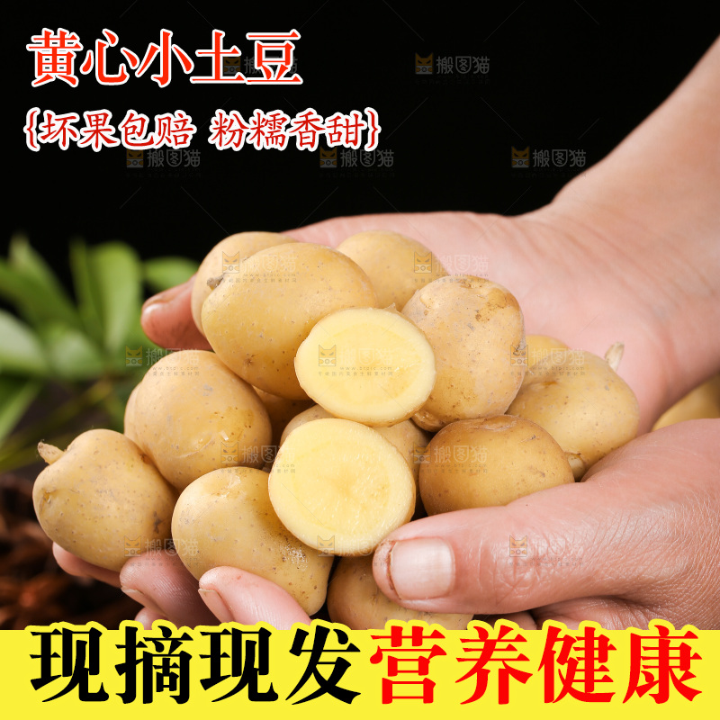 手里捧着恩施小土豆
