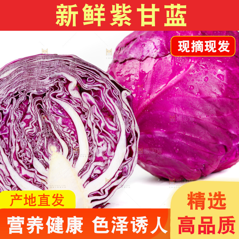 白底上的紫甘蓝