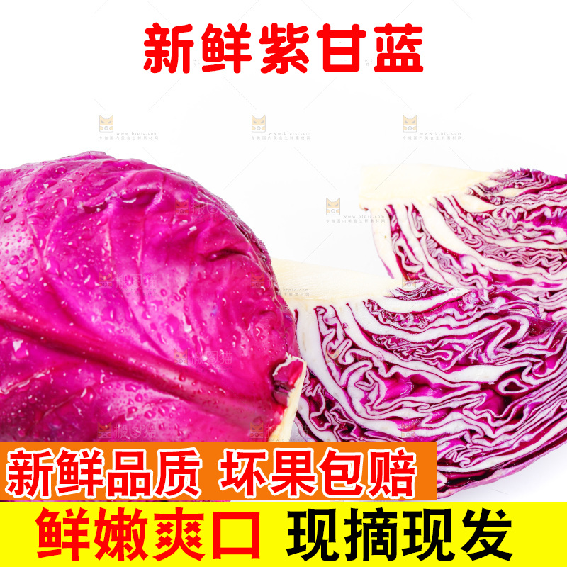 白底上的羽衣甘蓝