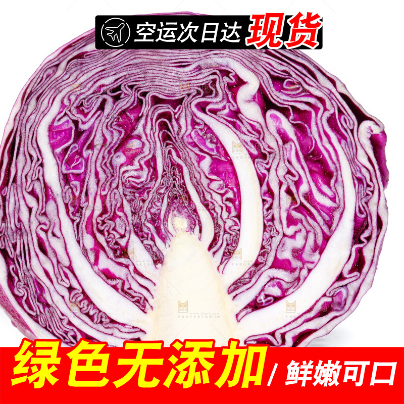 白底上的紫甘蓝