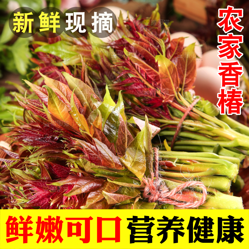 篮子里装着头茬红芽香椿