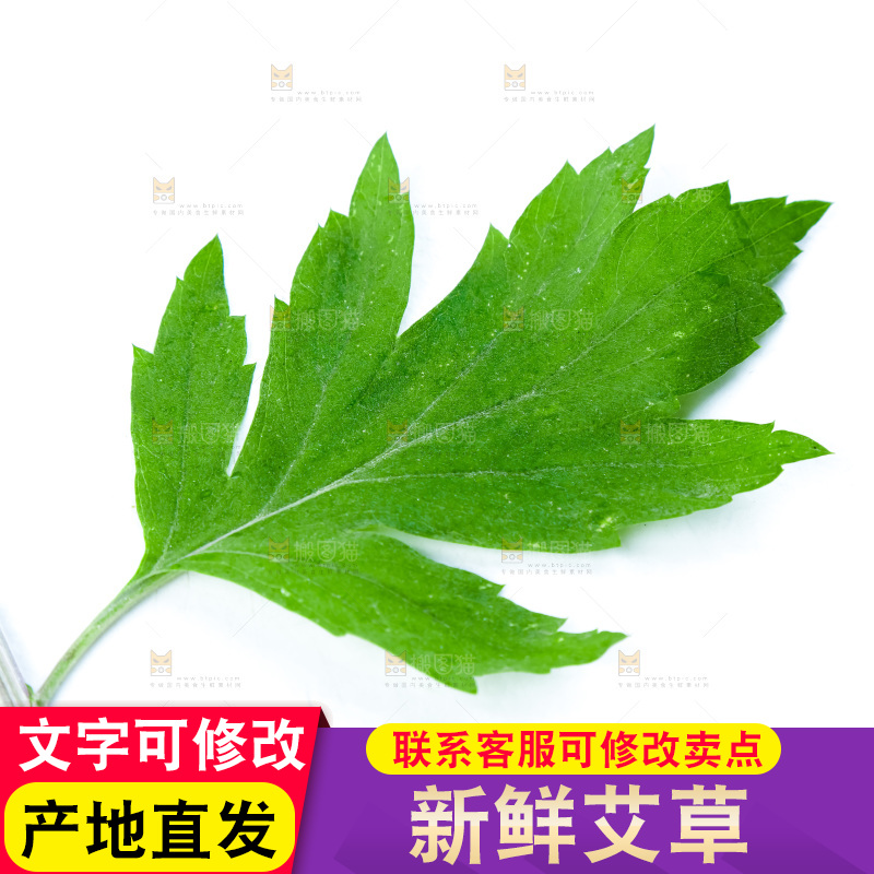 白底上放着艾草叶