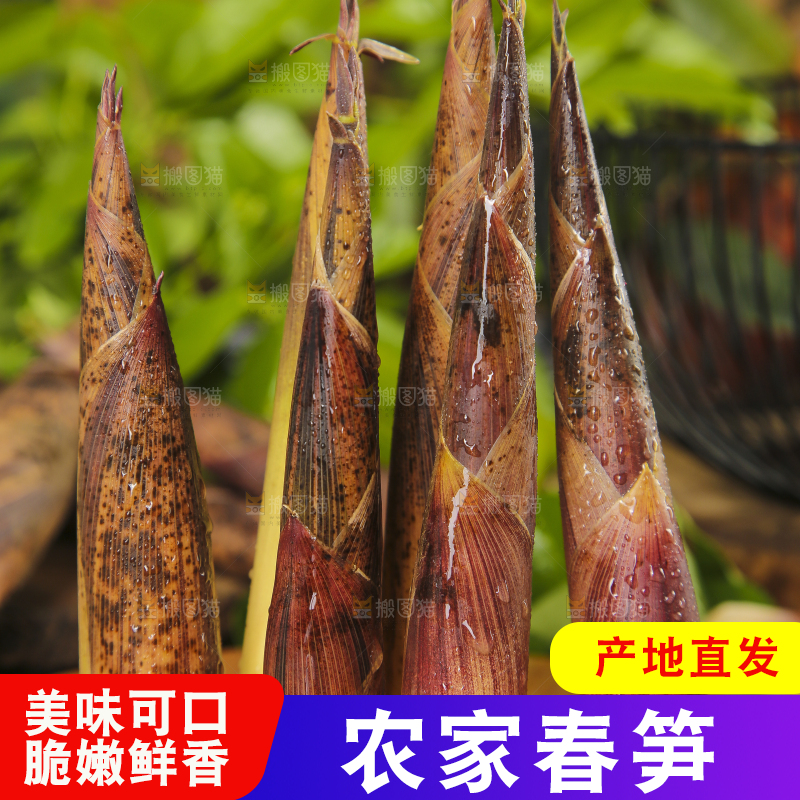 木底上摆放着春笋