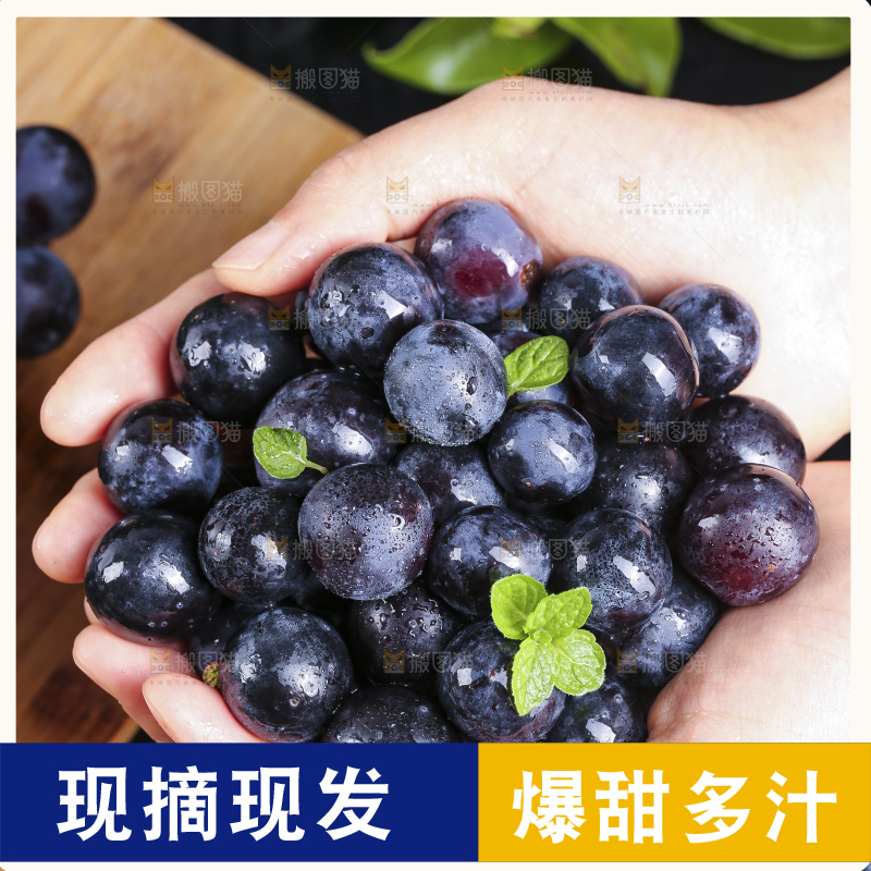 手里捧着夏黑葡萄